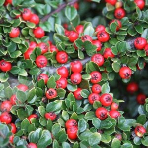 Skalník Dammerov (Cotoneaster dammeri) ´CORAL BEAUTY´ ⌀ 30-50 cm, kont. C2L